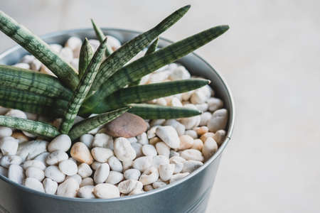 Closeup cactus plant in the metal bin with pebbles decorated on the floor in the living roomの写真素材