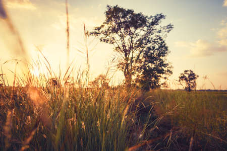 Siunset in the field in low angle shot with shallow depth of field at the top of the bush