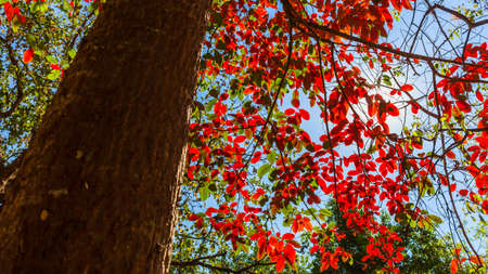 Branches of red leaves and tree trunk in the forest, autumn and nature