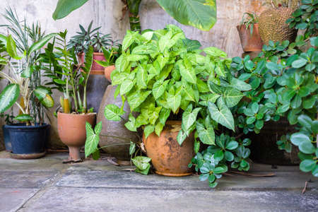Many plants at garden corner on the balcony in Thai houseの写真素材