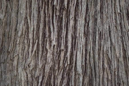 Closeup bark of old tree trunk as old tree texture