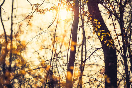Forest pass into the summer with sunlight through the treetop, retro color style