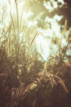 Vintage grasses flowers blooming against the sunlight in the forest