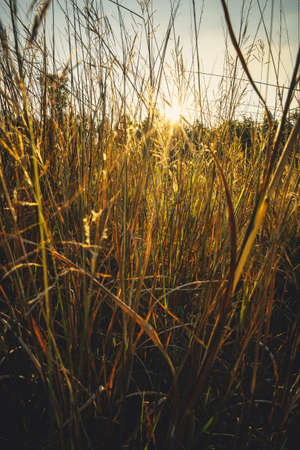 In the meadow against the sunset, nature