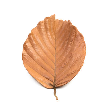 Natural fallen dry leaf isolated on white background