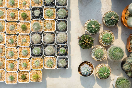 Small cactus in the house plant from top view, collection of small cactusの写真素材