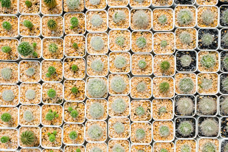 Pattern of small cactus in white pots from top view, collection of cactus in the house plantの写真素材