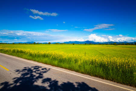 Beautiful rice field on the road side in fine weather day, countryside view at Uttaradit province, Thailandの写真素材
