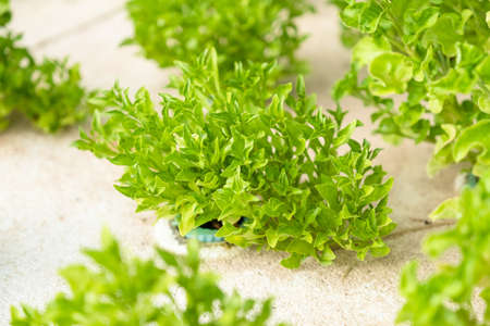 Fresh green vegetable plant by aquaponics system, organic healthy vegetable and good for environment