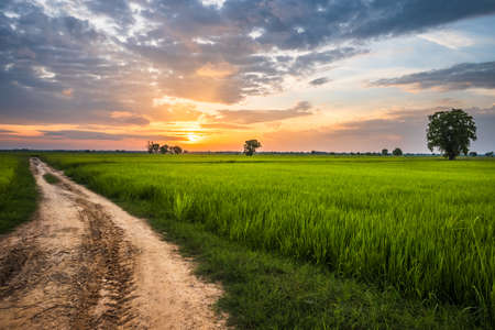 Beautiful rice field and dirt road before sunset, countryside of Thailandの写真素材