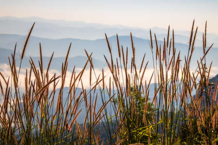 Meadow blooming on the mountain peak and mist in the morning, view at Sri Nan National Park,...