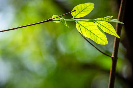 Closeup green leaves bud on the branch in the forest, with space for textの写真素材