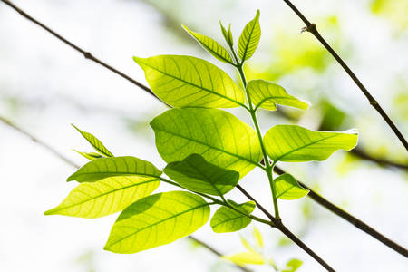 Closeup green leaves bud on the branch in the forest