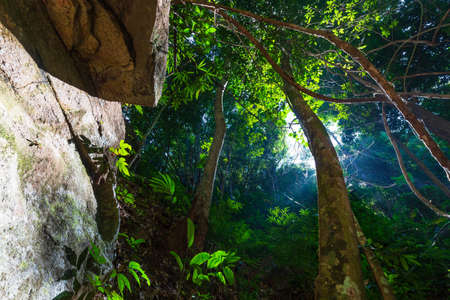 Deep tropical forest with sunlight down from the hole of treetopの写真素材