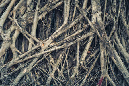 Closeup roots of an old Bodhi tree, spiritual tree or symbolic tree of Buddhism religionの写真素材
