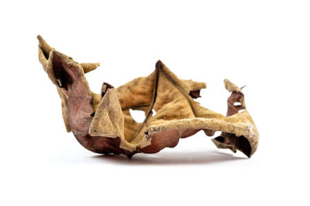 Wilted and dry leaf isolated on whiteの写真素材