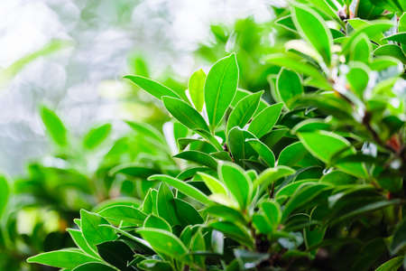 Closeup green leaves bud in the garden, leaves of Korean Banyan tree
