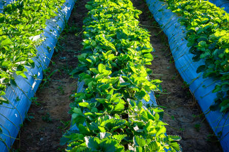 Closeup strawberry trees plant on the ground with plastic sheet to cover the soil, strawberry farmingの写真素材
