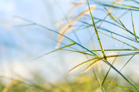 Closeup grass flower blooming in the field with copy space, abstract nature backgroundの写真素材