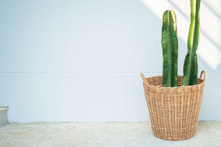 Cactus plant in weaved basket on the floor, decorated outside the buildingの写真素材