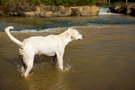 Thai stray dog in countryside walk in the river and shake the body off the water, hot weather