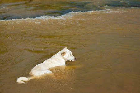 Thai stray dog in countryside sitting alone in the river caused by hot weather