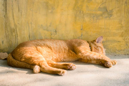 Thai orange cat sleep on the ground beside the old yellow wall with warm sunlight in the afternoonの写真素材