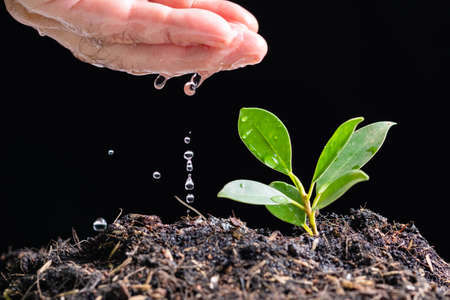 Closeup hand with droplets watering small young plant on soil, studio shot on black background as environment or business growth conceptの写真素材