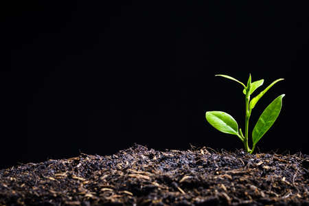 Young plant is born and growing from soil on black background with copy space, new hope for environment or metaphor to starting buisness conceptの写真素材