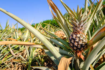 Young pineapple produce in the farm, countryside farm in Phitsanulok, Thailandの写真素材