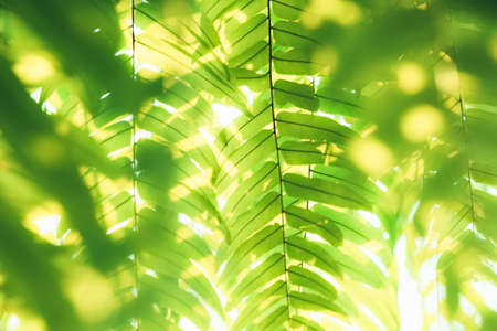 Closeup fern leaves against the sunset light in the garden, green plant and nature background,...