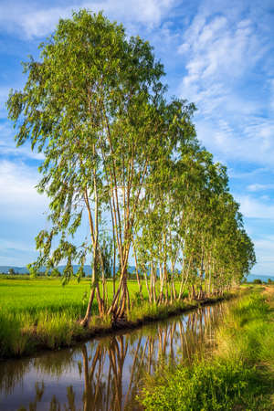 Row of eucalyptus trees planted between the rice field and the creek, countryside of Thailandの写真素材