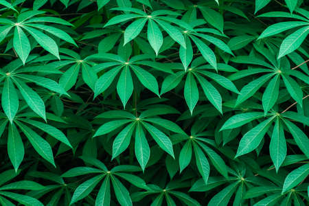 Pattern green leaves of cassava or tapioca trees in the farm