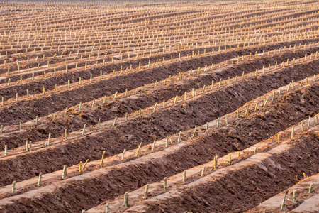 Closeup pattern of plough land with stubble of cassava plant in cultivated season, soil preparation...