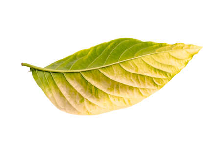 Leaf of Moonlight tree (Pisonia grandis R. Br.) falling, wilted leaf upside down isolated on white backgroundの写真素材