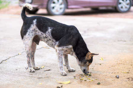 Hungry stray dog eating food scraps that someone leave it on the roadsideの写真素材