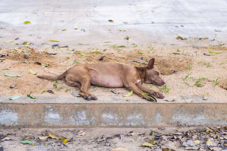 Abandoned stray dog sleeping on the roadside near the public parkの写真素材