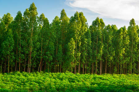 Eucalyptus forest growing in the farm, countryside of Thailand
