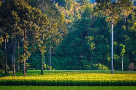 Small corn farm close to the jungle on the mountain, beautiful view before sunset in remote rural areas, Thailandの写真素材
