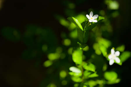 Gardenia flower, tiny white flower blooming in the garden with partial sunlight and darker...