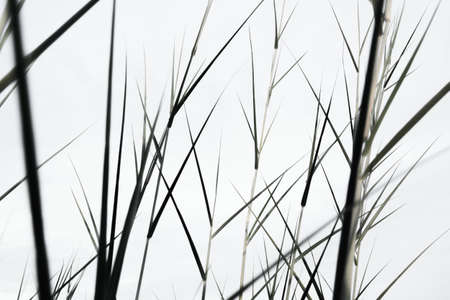 Closup little grasses on the ground in mute color, grasses growing on white sky as nature backgroundの写真素材