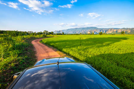 Green rice field along the small dirt road, countryside view from the roof of pick-up truck, travel driving to the village at Noen Maprang, Phitsanulok, Thailandの写真素材