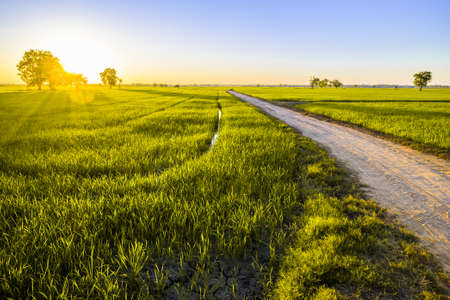 Rice field at sunset with small dirt road in the farm, countryside of Thailand