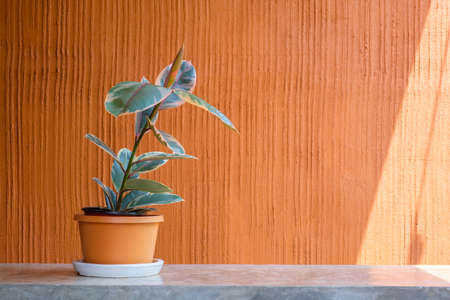 Decorated plant in orange pot on the concrete shelter and orange wall with partly sunlightの写真素材