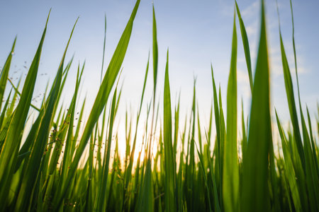 Closeup leaf of rice in the field against the light of sunset, rice field in cultivated season, meadow in the eveningの写真素材