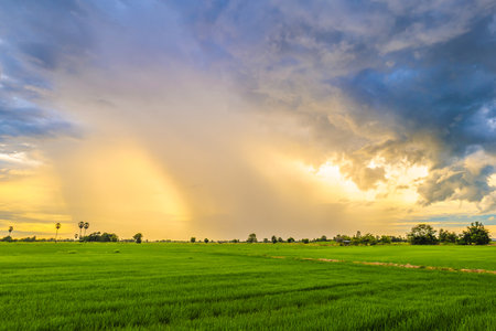 Rain clouds over the rice field at the sunset, rain falling at the horizon and cover the light of sunsetの写真素材