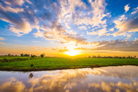 Sunset at the rice field and reflection from the water of the small canal in the farmland, countryside of Thailandの写真素材