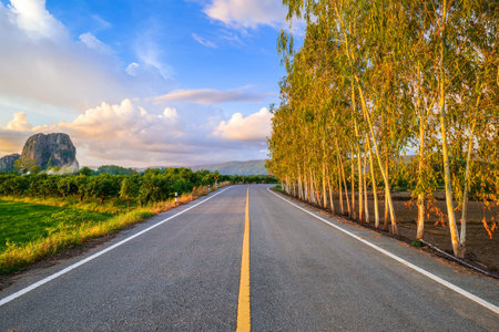 Straight country road through the farmland in the evening, with row of Eucalyptus trees, Neon Maprang district, Phitsanulok, Thailandの写真素材