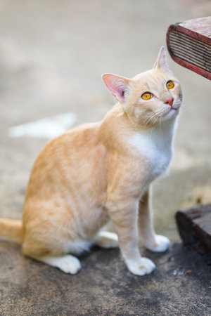 A light orange cat, Thai cat, sitting on the ground and looking upの写真素材