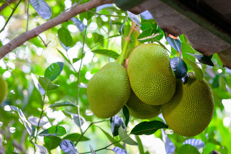 Bunch of jackfruit produce on the tree in the gardenの写真素材